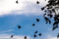 Many beautiful birds flying back to their nest birds photo black sky nature landscape migration escape move