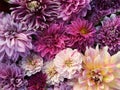 Many beautiful blooming dahlia flowers, floral summer background. Colorful dahlias in full bloom Royalty Free Stock Photo