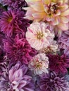 Many beautiful blooming dahlia flowers, floral summer background. Colorful dahlias in full bloom Royalty Free Stock Photo