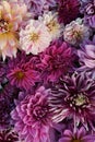 Many beautiful blooming dahlia flowers, floral summer background. Colorful dahlias in full bloom