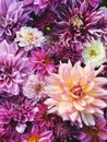 Many beautiful blooming dahlia flowers, floral summer background. Colorful dahlias in full bloom Royalty Free Stock Photo