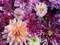 Many beautiful blooming dahlia flowers, floral summer background. Colorful dahlias in full bloom Royalty Free Stock Photo