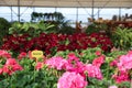 Many beautiful blooming geranium plants in garden center Royalty Free Stock Photo