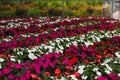 Many beautiful blooming impatiens plants in garden outdoors