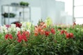 Many beautiful blooming snapdragon plants in garden center