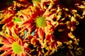 Many beautiful blossom red yellow flowers of mums Royalty Free Stock Photo