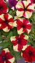 Many beautiful bright colorful striped petunia flowers of yellow and red flowers bloom on the background of green leaves, Royalty Free Stock Photo