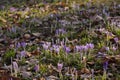 Many beautiful bright crocus flowers growing outdoors