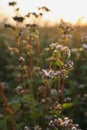 Many beautiful buckwheat flowers growing in field