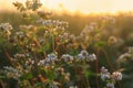 Many beautiful buckwheat flowers growing in field, closeup