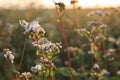 Many beautiful buckwheat flowers growing in field on sunny day