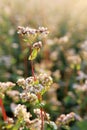 Many beautiful buckwheat flowers growing in field on sunny day