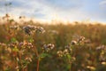 Many beautiful buckwheat flowers growing in field on sunny day, space for text