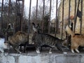 Many Cats on a fence on the embankment near the sea