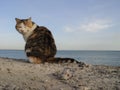 Many Cats on a fence on the embankment near the sea