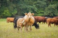 Many beautiful cows out in the pasture Royalty Free Stock Photo