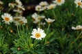 Many beautiful daisies Royalty Free Stock Photo