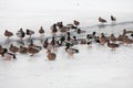 Life ducks in winter Royalty Free Stock Photo