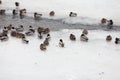 Life ducks in winter Royalty Free Stock Photo