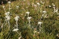 Many beautiful edelweis flowers