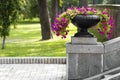 Many beautiful flowers growing and blooming in a big stone pot in park on summer sunny day. Green grass and trees background. Royalty Free Stock Photo