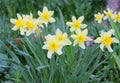 Many beautiful fragrant white and yellow daffodils grow on the green lawn. The concept of spring, summer, freshness, nature and Royalty Free Stock Photo