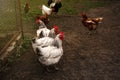 Many beautiful hens in farmyard. Free range chickens