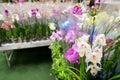 Many Beautiful large orchid in store Royalty Free Stock Photo