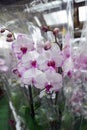 Many Beautiful large orchid in store Royalty Free Stock Photo