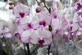 Many Beautiful large orchid in store Royalty Free Stock Photo
