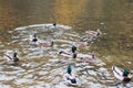 Many ducks swim in the lake