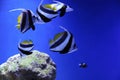 Many beautiful Moorish idol fishes in clear aquarium water Royalty Free Stock Photo