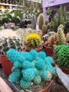 many beautiful multi-colored cacti stand in a flower shop