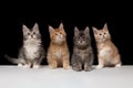 Many beautiful colored Maine Coon kittens Royalty Free Stock Photo