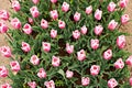 Many beautiful multi-colored tulips in the garden bed in spring days Royalty Free Stock Photo