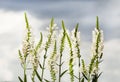 many beautiful physostegia flowers against the blue sky Royalty Free Stock Photo
