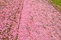 Many pink blossoms and leafs of a cherry tree, fallen on the ground of green grass Royalty Free Stock Photo