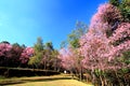 Many beautiful pink flower or blooming wild Himalayan Cherry Sakura Thailand tree field and with clear blue sky at Doi Khun Maey Royalty Free Stock Photo