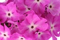 Many beautiful pink flowers Royalty Free Stock Photo