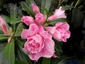 Many beautiful pink flowers blooming with a blurry, dark background. Royalty Free Stock Photo