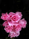 Many beautiful pink flowers blooming with a dark blurred background. Royalty Free Stock Photo