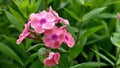 Many beautiful pink flowers in the garden Royalty Free Stock Photo