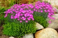 Many beautiful pink flowers in the garden Royalty Free Stock Photo