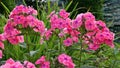 Many beautiful pink flowers in the garden Royalty Free Stock Photo