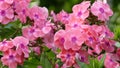 Many beautiful pink flowers in the garden Royalty Free Stock Photo