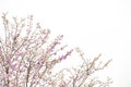 Many beautiful pink flowers on the tree Royalty Free Stock Photo