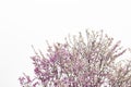 Many beautiful pink flowers on the tree Royalty Free Stock Photo