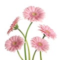Many beautiful pink gerbera flowers isolated on white Royalty Free Stock Photo