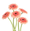 Many beautiful pink gerbera flowers isolated on white Royalty Free Stock Photo