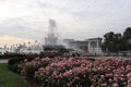 Many beautiful pink roses and a fountain in Moscow, a Park. Royalty Free Stock Photo